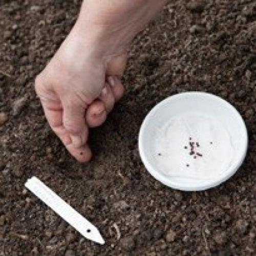 Капуста: как сеять в грунт. 02 Капуста: как сеять в грунт. 02