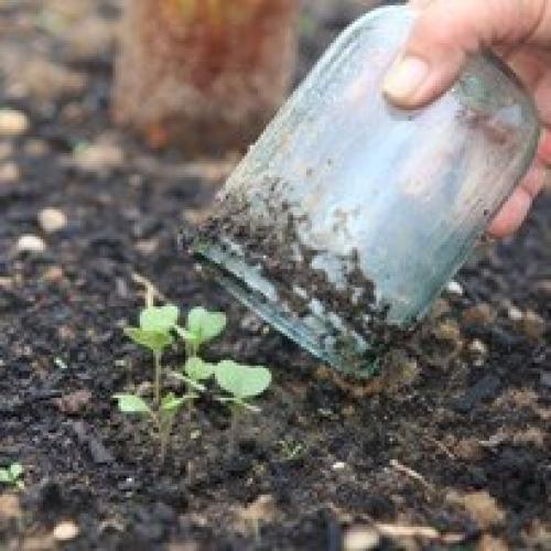 Капуста: как сеять в грунт. 04 Капуста: как сеять в грунт. 04