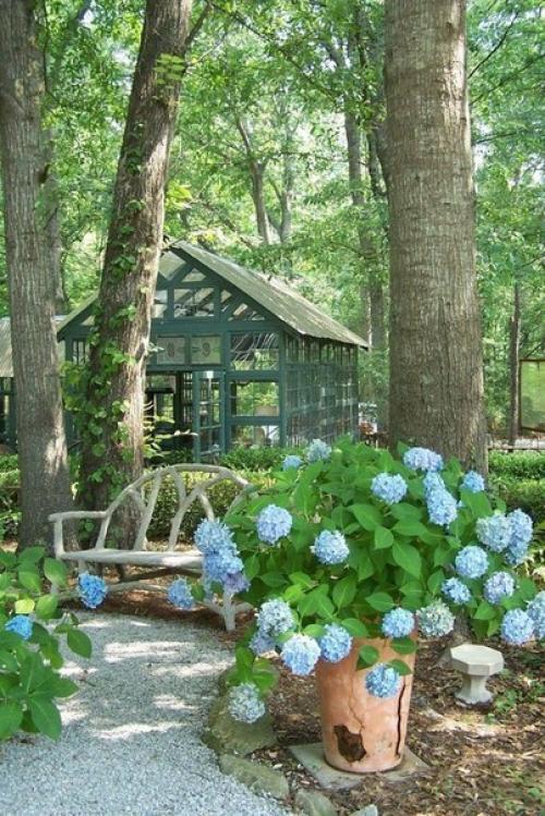 Как вырастить гортензию в горшке. 02