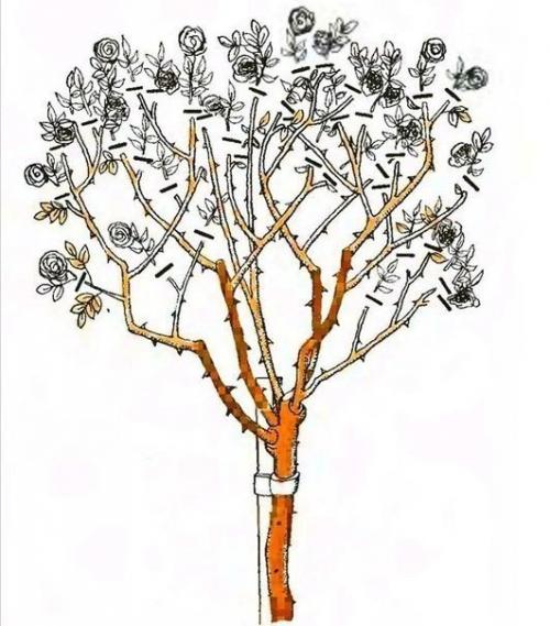 Штамбовые розы.   Штамбовые розы получают при помощи окулировки на стебель морщинистой розы или шиповника. 03