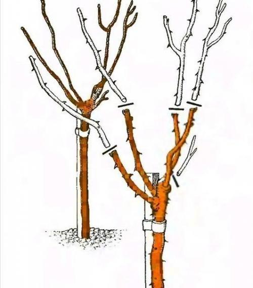 Штамбовые розы.   Штамбовые розы получают при помощи окулировки на стебель морщинистой розы или шиповника. 01