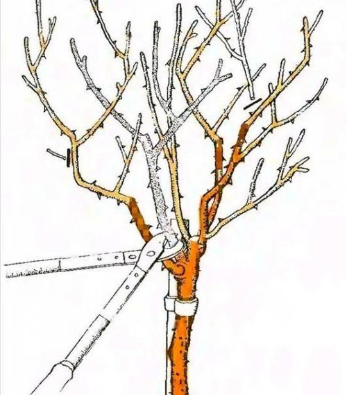 Штамбовые розы.   Штамбовые розы получают при помощи окулировки на стебель морщинистой розы или шиповника. 04