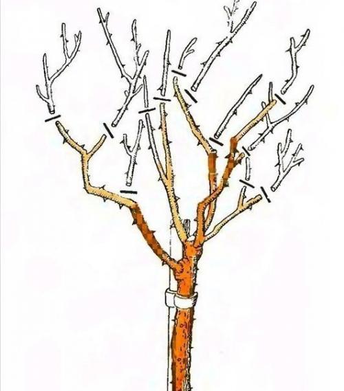 Штамбовые розы.   Штамбовые розы получают при помощи окулировки на стебель морщинистой розы или шиповника. 05