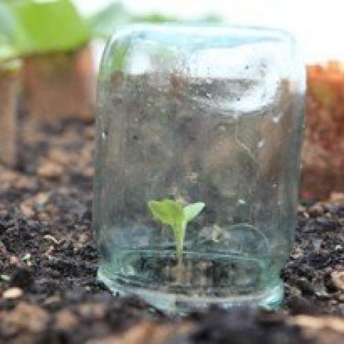 Капуста: как сеять в грунт. 05 Капуста: как сеять в грунт. 05