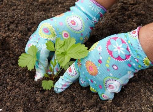 Выращивание земляники из семян в торфяных таблетках. 09 Выращивание земляники из семян в торфяных таблетках. 09