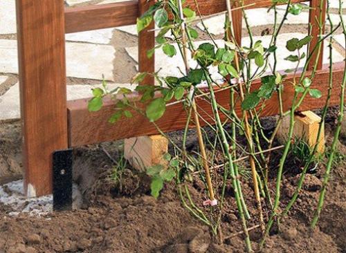 Как пересадить взрослую розу. 04