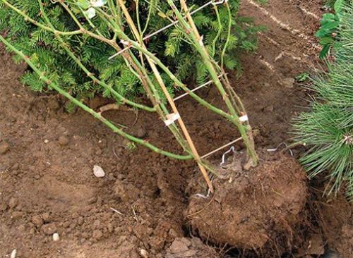 Как пересадить взрослую розу. 02