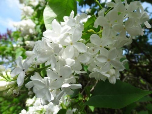 Сирень - ароматная королева садов! 02 Сирень - ароматная королева садов! 02