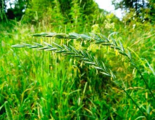 Целебный сбор из корней сорняков. 01