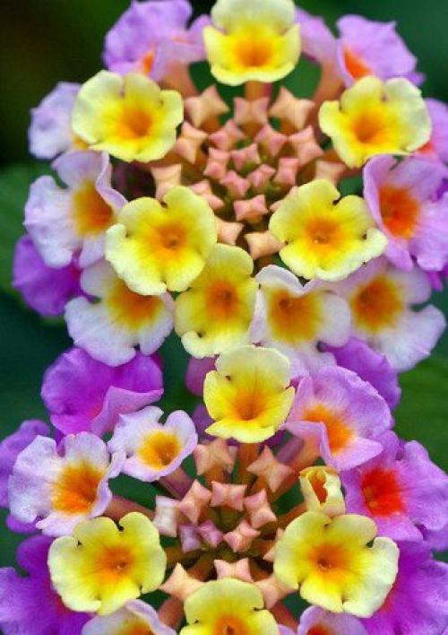 Лантана в САДУ.  Мало кто из дачников знает такой необычный цветок как лантана. 03 Лантана в САДУ.  Мало кто из дачников знает такой необычный цветок как лантана. 03