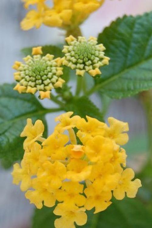 Лантана в САДУ.  Мало кто из дачников знает такой необычный цветок как лантана. 02 Лантана в САДУ.  Мало кто из дачников знает такой необычный цветок как лантана. 02