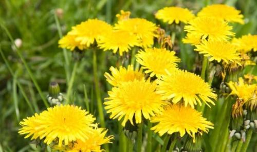 Целебный сбор из корней сорняков. 02