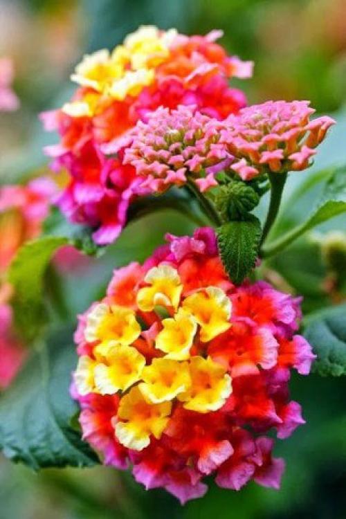 Лантана в САДУ.  Мало кто из дачников знает такой необычный цветок как лантана. 01 Лантана в САДУ.  Мало кто из дачников знает такой необычный цветок как лантана. 01