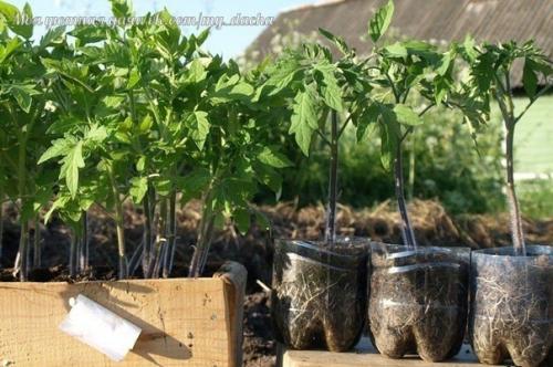 Пoдкормкa для рассaды. 01