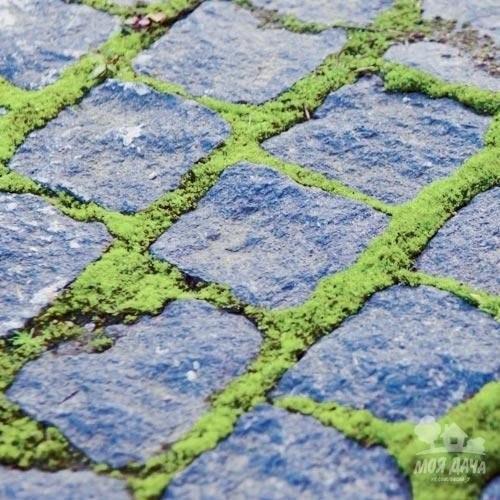 Мох и мшанка на даче или во дворе - мы выращиваем сами. 04 Мох и мшанка на даче или во дворе - мы выращиваем сами. 04