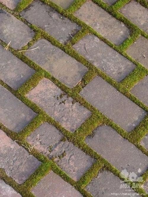 Мох и мшанка на даче или во дворе - мы выращиваем сами. 01 Мох и мшанка на даче или во дворе - мы выращиваем сами. 01