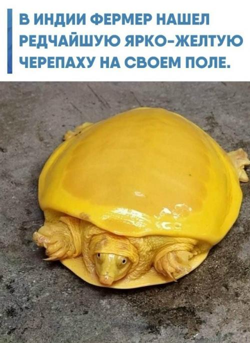 Редкая рептилия не оказалась новым видом, а являлась индийской лопастной черепахой с врожденным альбинизмом.  