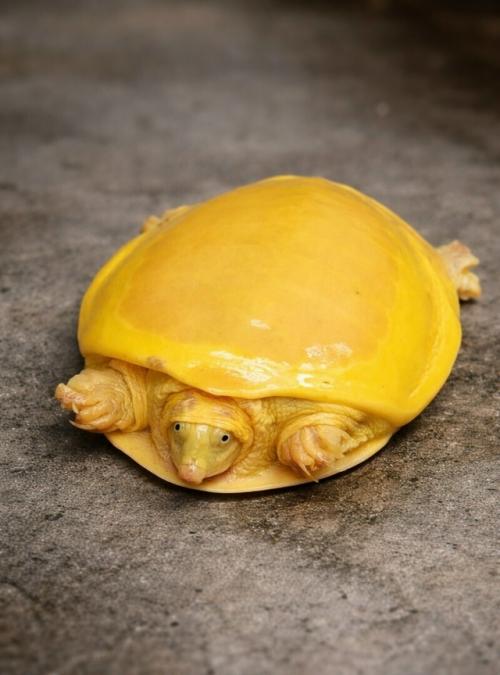 Редкая рептилия не оказалась новым видом, а являлась индийской лопастной черепахой с врожденным альбинизмом. 02