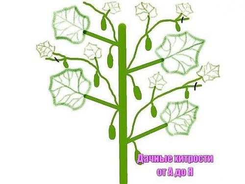 Формировка огурцов. 1. на первом этапе на нижней части растения в пазухах 3-5 листьев производится Ослепление. 03 Формировка огурцов. 1. на первом этапе на нижней части растения в пазухах 3-5 листьев производится Ослепление. 03