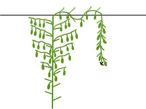 Формировка огурцов. 1. на первом этапе на нижней части растения в пазухах 3-5 листьев производится Ослепление. 04 Формировка огурцов. 1. на первом этапе на нижней части растения в пазухах 3-5 листьев производится Ослепление. 04