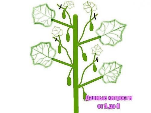 Формировка огурцов. 1. на первом этапе на нижней части растения в пазухах 3-5 листьев производится Ослепление. 01 Формировка огурцов. 1. на первом этапе на нижней части растения в пазухах 3-5 листьев производится Ослепление. 01