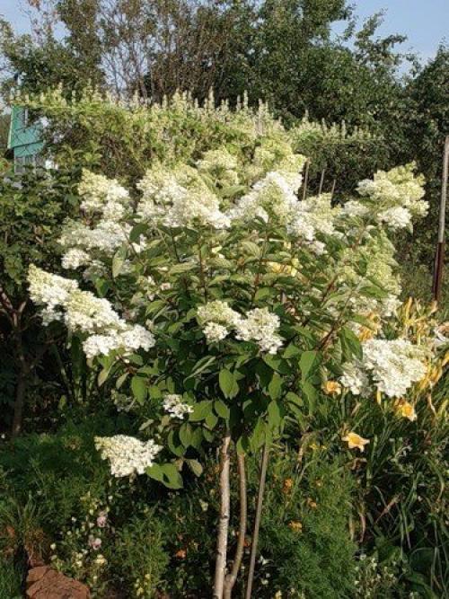 Штамбовое деревце из гортензии. 04