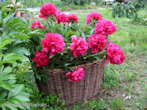 Как правильно посадить пионы. 02