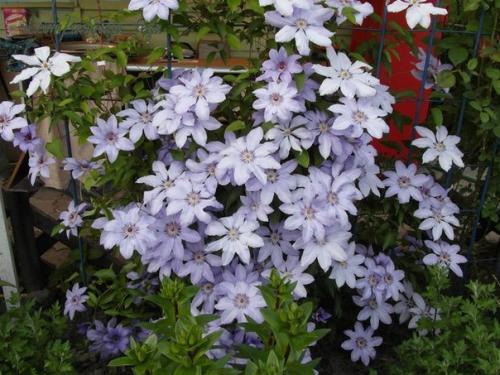 Как уместить все на 5, 5 сотках - любуемся и мы берём на заметку! 06 Как уместить все на 5, 5 сотках - любуемся и мы берём на заметку! 06