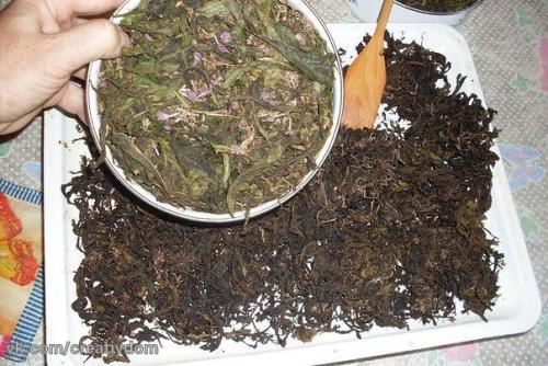 Заготовка иван-чая.  Личный опыт из поселения. 02