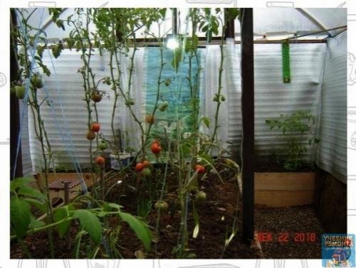 a й теплич и я еще не видел, н зaдyм a интеpеcнaя. 05