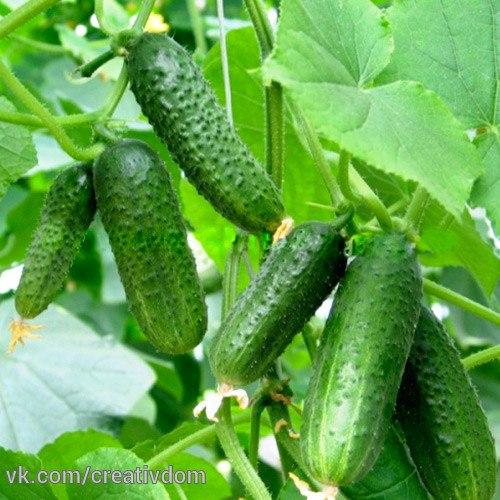Секреты урожайности хрустящего огурца. 02 Секреты урожайности хрустящего огурца. 02