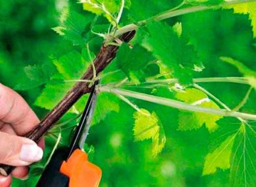 Десять золотых правил обрезки смородины. 01 Десять золотых правил обрезки смородины. 01