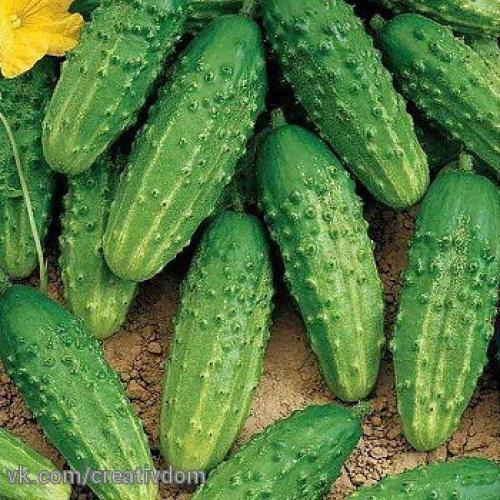 Секреты урожайности хрустящего огурца. 04 Секреты урожайности хрустящего огурца. 04