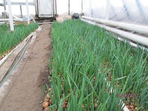 В том случае, если болеет лук. 01