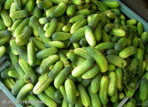 Секреты урожайности хрустящего огурца. 03 Секреты урожайности хрустящего огурца. 03