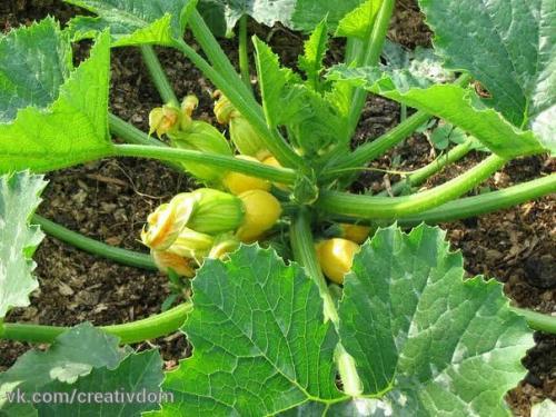 Уход за кабачками в открытом грунте: 9 полезных советов. 01 Уход за кабачками в открытом грунте: 9 полезных советов. 01