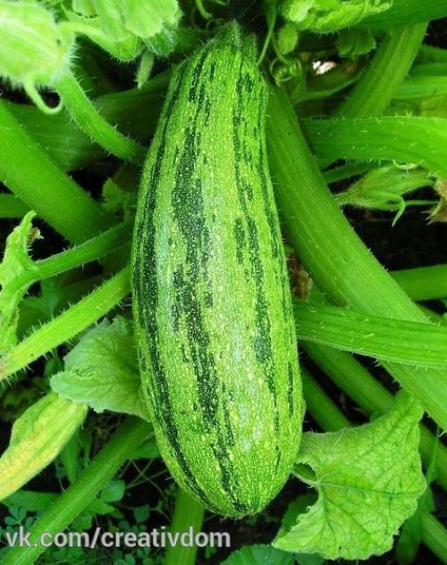 Уход за кабачками в открытом грунте: 9 полезных советов. 04 Уход за кабачками в открытом грунте: 9 полезных советов. 04