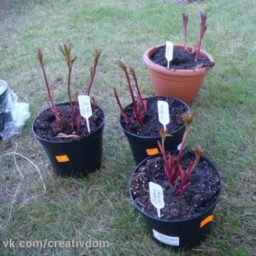 Как правильно посадить пионы. 05