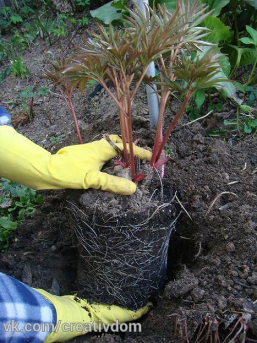 Как правильно посадить пионы. 04