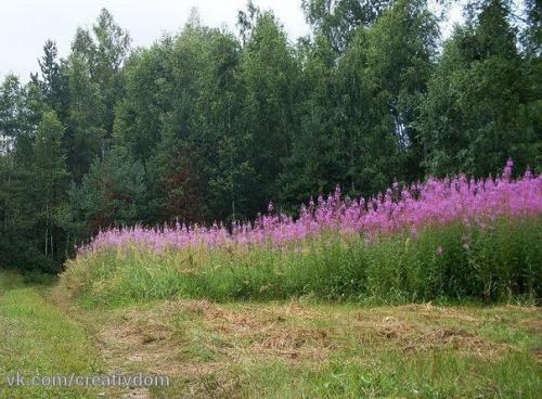 Заготовка иван-чая.  Личный опыт из поселения. 04