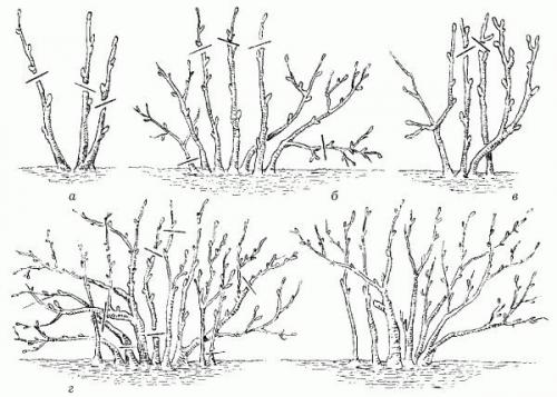 Десять золотых правил обрезки смородины. 02 Десять золотых правил обрезки смородины. 02