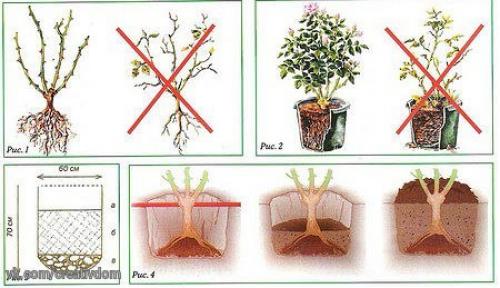 Уход за розами осенью. 04 Уход за розами осенью. 04