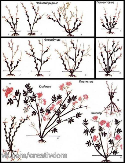 Уход за розами осенью. 03 Уход за розами осенью. 03