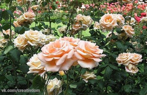 Уход за розами осенью. 02 Уход за розами осенью. 02