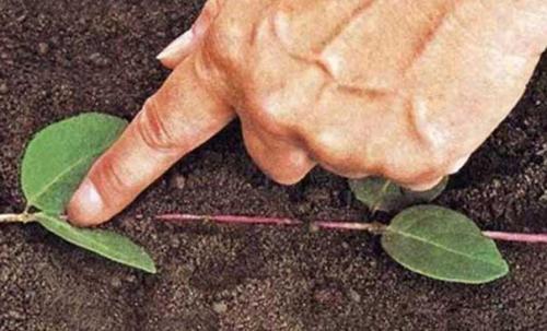 Размножение клематисов.  Два способа вегетативного размножения клематисов существуют. 03