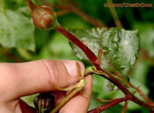 Уход за розами в сентябре - мы прекращаем вегетацию. 01