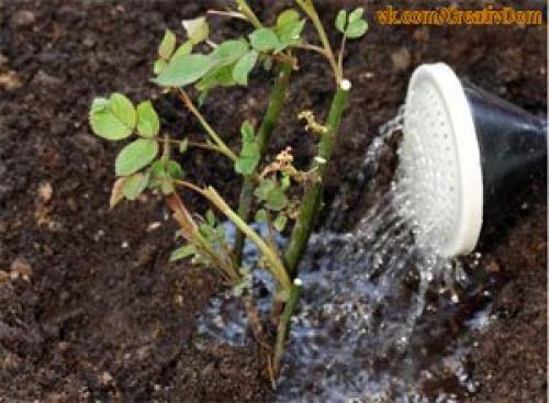 Уход за розами в сентябре - мы прекращаем вегетацию. 03