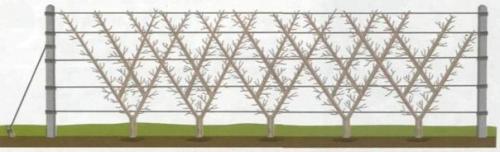 Формирование шпалерных изгородей - увлекательное занятие. 03