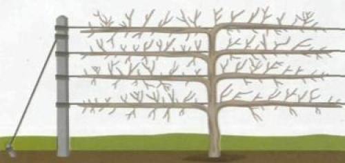 Формирование шпалерных изгородей - увлекательное занятие. 02