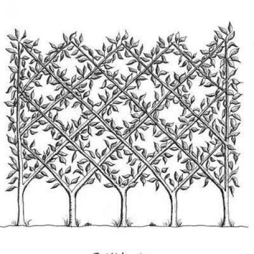 Формирование шпалерных изгородей - увлекательное занятие. 01